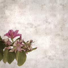 textured old paper background with Bauhinia variegata, orchid tree