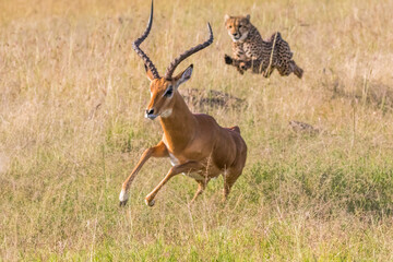 Africa, Kenya, Masai Mara, Cheetah chasing Impala.