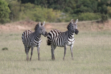 Africa, Kenya, Masai Mara National Reserve. Plains zebra.