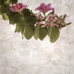 textured old paper background with Bauhinia variegata, orchid tree