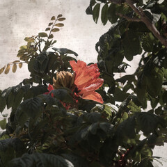 textured old paper background with red flowers of Spathodea campanulata, African tulip tree