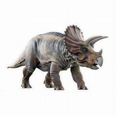 Fototapeta premium A triceratops standing on a white background in a studio shot with good lighting