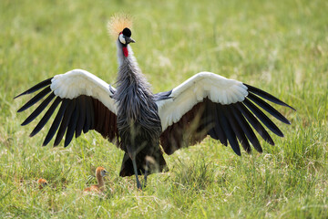 Africa, Tanzania, Ngorongoro Conservation Area. Crane shielding its chicks from aerial predator.
