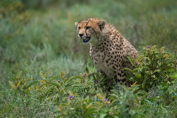 Africa, Tanzania, Ngorongoro Conservation Area. Close-up of cheetah.