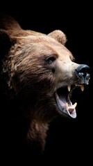 Bear roaring in profile