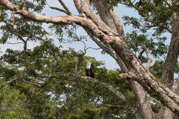 Fototapeta premium Uganda, Bwindi Impenetrable National Park. UNESCO Heritage Site. African fish eagle.