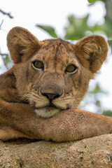 Naklejka premium Africa, Uganda, Ishasha, Queen Elizabeth National Park. Lioness in tree, resting on branch.