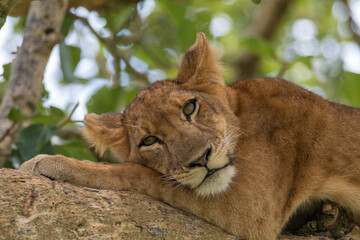 Africa, Uganda, Ishasha, Queen Elizabeth National Park. Lioness in tree, resting on branch.