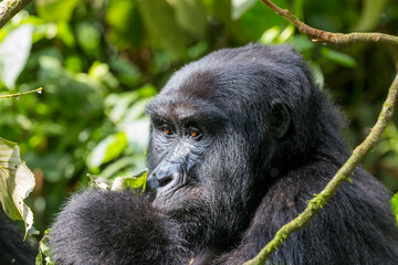 Africa, Uganda, Bwindi Impenetrable Forest and National Park. Mountain, or eastern gorillas.