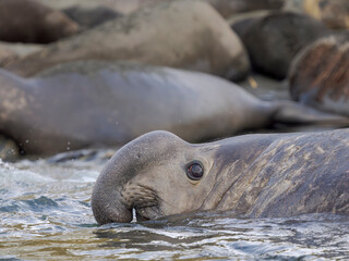 Nondominant bull in water, southern elephant seal during mating and pupping season on a beach on South Georgia Island. South America, South Georgia, Cooper Bay.