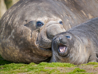 Nondominant bull trying to mate a weaned pup. Southern elephant seal during mating and pupping season on a beach on South Georgia Island. South America, South Georgia, Fortuna Bay. © Danita Delimont