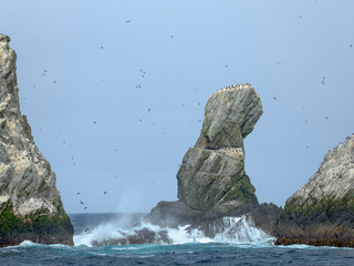 Colony of South Georgia the Shag Rocks in the Southern Ocean near South Georgia. Antarctica.
