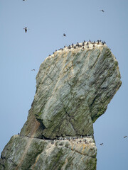 Colony of South Georgia the Shag Rocks in the Southern Ocean near South Georgia. Antarctica.