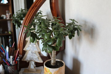 A vibrant green plant in a pot placed on a wooden desk, creating a cozy and inviting home office decor setup.