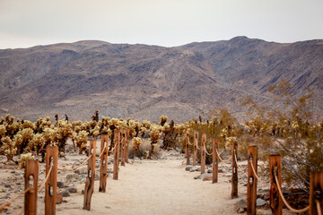 pathway through the cacti