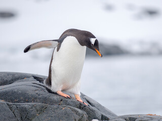 Gentoo Penguin waking to the shore. Antarctica, Antarctic Peninsula, Wiencke Island.