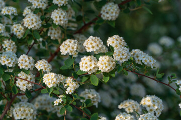 Spiraea Wangutta (Latin Spiraea Vanhouttei) is an ornamental shrub of the Rosaceae family in the city park on a sunny spring day, Astrakhan, Russia