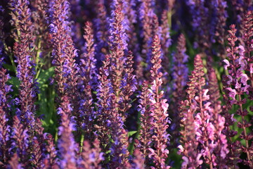 lavender field in provence france