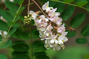 Blooming robinia pseudoacacia, commonly known in Russian as white acacia, is a fast—growing tree,...