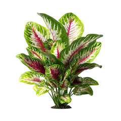 Vibrant Caladium plant with red and green leaves.