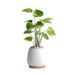 Green houseplant in a white pot on a wooden base.