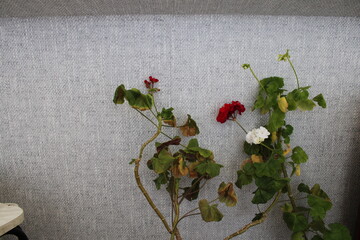 Close-up of vibrant red and white geranium flowers with green leaves, growing against a textured gray wall indoors. A mix of healthy and yellowing leaves adds realism to the scene.