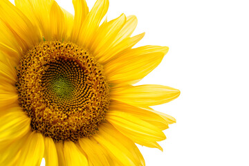 Fototapeta premium Sunflower head blooming with bright yellow petals, gleaming against transparent background