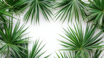 Green Palm Leaves Framing White Background