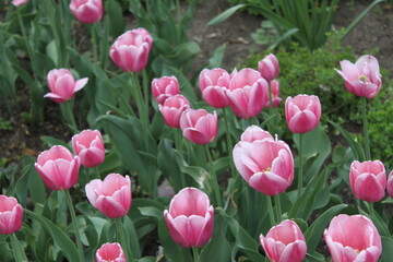 Fototapeta premium pink tulips in the garden