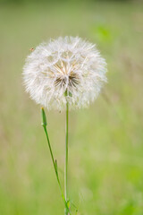 Fototapeta premium large goatsbeard seed head