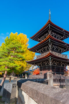 1250 year old gingko tree, Hida Kokubunji temple, Buddhist triple pagoda, Sowamachi, Takayama, Japan
