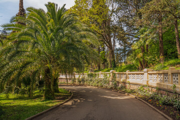 View of the alley with palm trees in the Upper Park of the Sochi Arboretum, Sochi, Krasnodar Territory, Russia