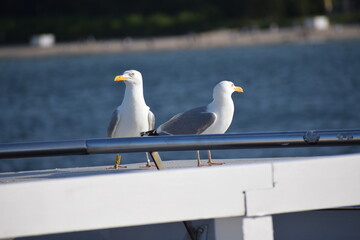 seagull on the pier