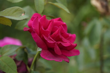red valentine rose