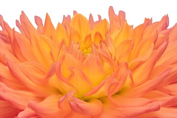 Close-up of a dahlia flower