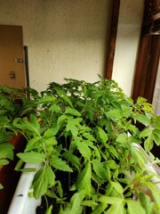 fresh herbs in a pot