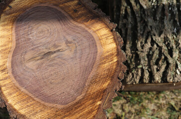 Close up of a cut tree trunk