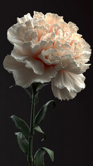 Close up of a single white carnation flower with stem and leaves against a dark background