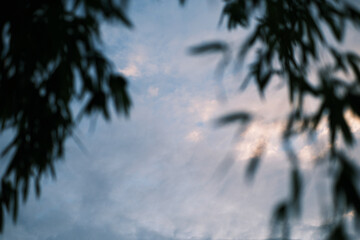 copy space cinematic, tropic Bamboo forest, sky