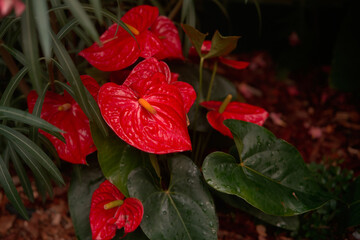 Cinematic red anthurium in the garden. Flamingo flower in Botanic Garden beautiful natural plant for background