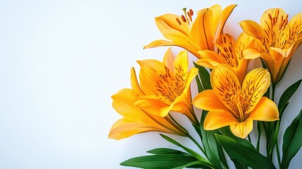 Obraz premium Vibrant Yellow Lilies Blossoming in Nature
