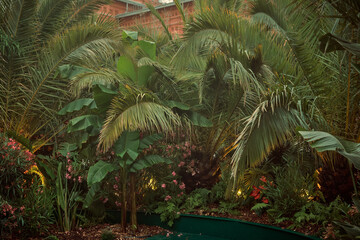 beautiful green jungle of lush palm leaves and flowers , palm trees in an exotic tropical forest,...