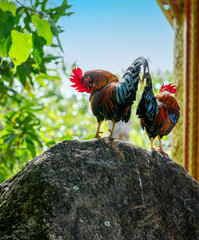 rooster in the farm