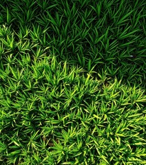 Fototapeta premium Lush, vibrant green grass texture, ideal for backgrounds, smooth, beauty