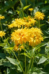  (Heliopsis helianthoides 'Scabra') A bouquet of Heliopsis sunflowers or rough oxeye golden-yellow flowers on stems with green ovate toothed leaves
