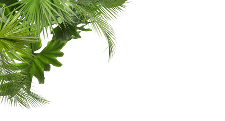 Fresh green tropical leaves on white background
