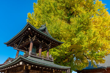 Obraz premium 1250 year old gingko tree by Belfry Hall, Takayama, Japan