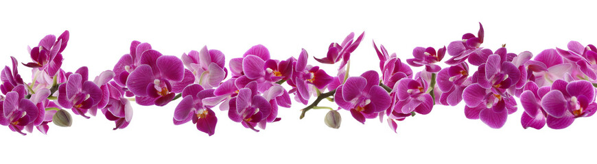 Obraz premium Beautiful orchid flowers on white background, banner design