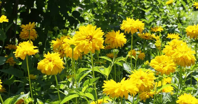 Clumps of Heliopsis helianthoides 'Scabra' (Heliopsis sunflowers) with beautiful golden-yellow flowers and dark green foliage on long stems swaying in the wind
