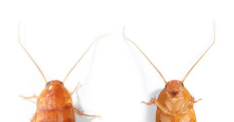 Cockroach on white background. Top and bottom view